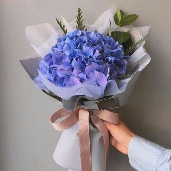 Гортензия голубая в Омске