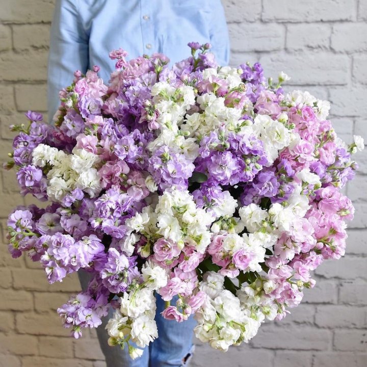 Облако маттиол в Омске