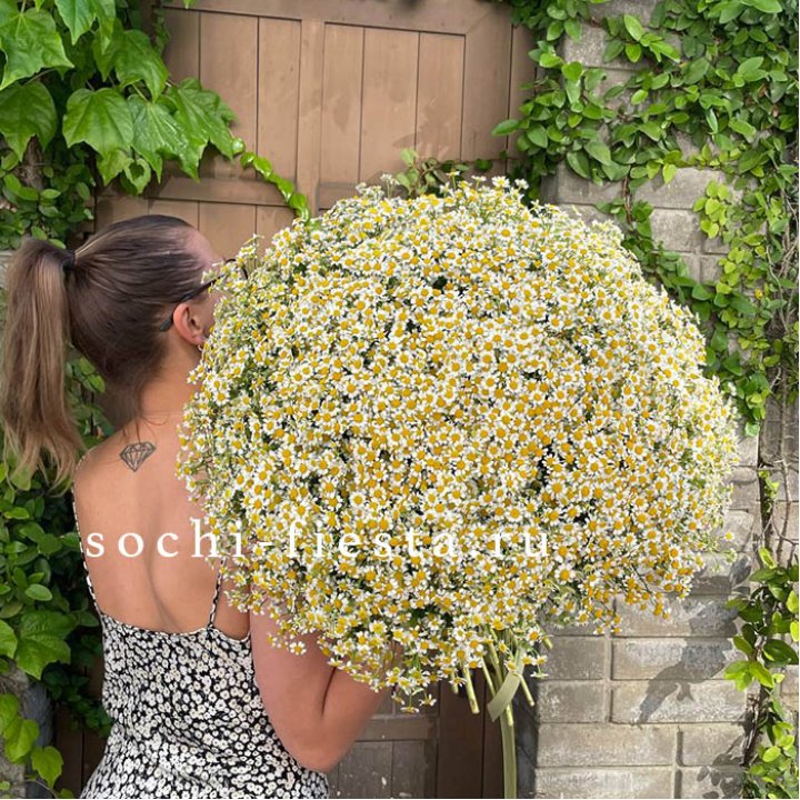 101 ромашка в Омске