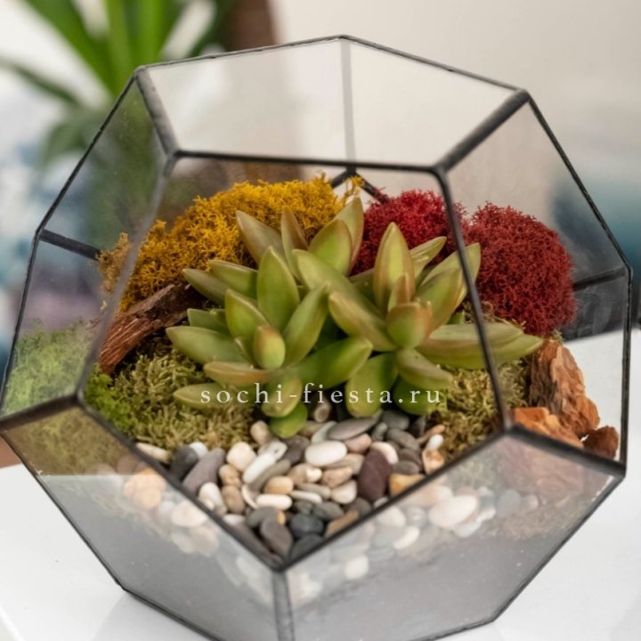 Флорариум “Додекаэдр” с суккулентом Седум в Омске