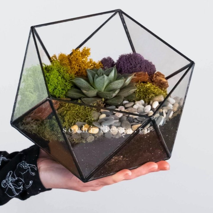 Флорариум “Икосаэдр” с суккулентом Каменная Роза в Омске