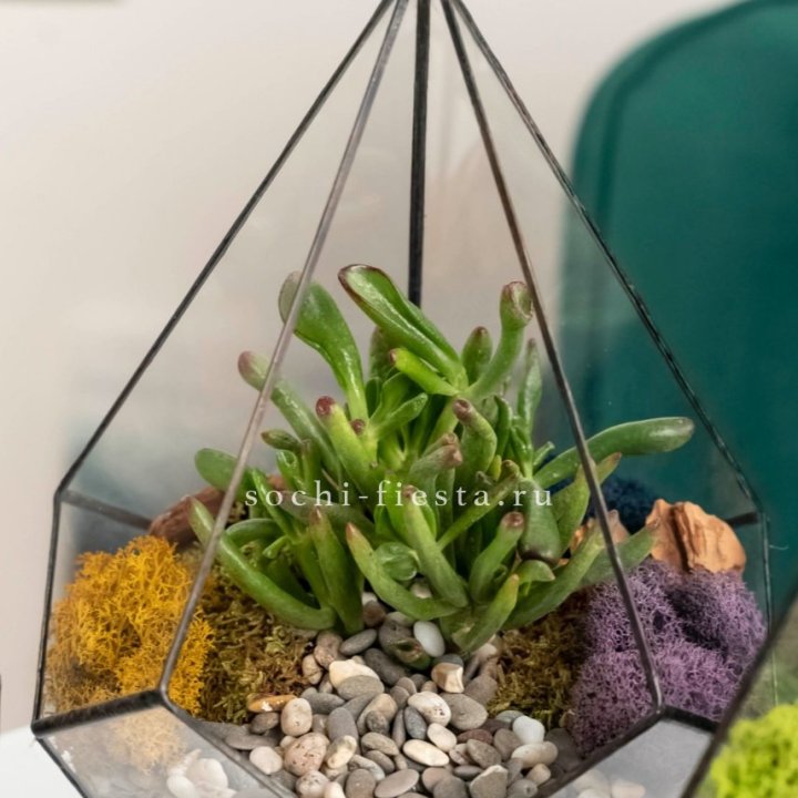 Флорариум “Капля” с суккулентом Крассула Хоббит в Омске