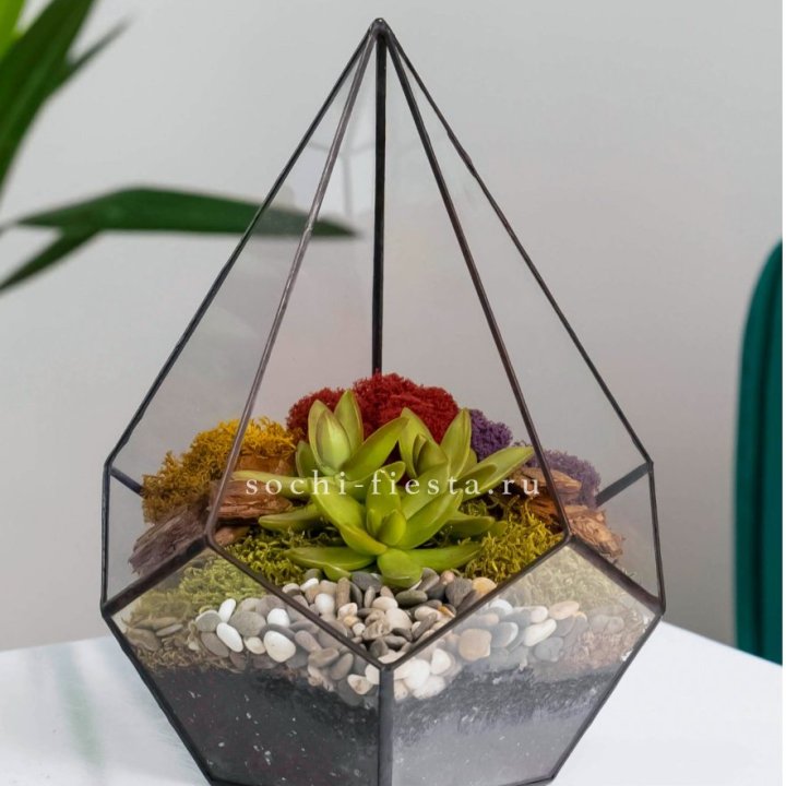 Флорариум Капля с суккулентом в Омске