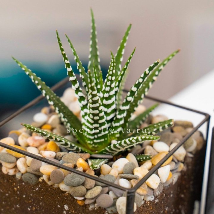 Флорариум Кубик с суккулентом Хавортия в Омске