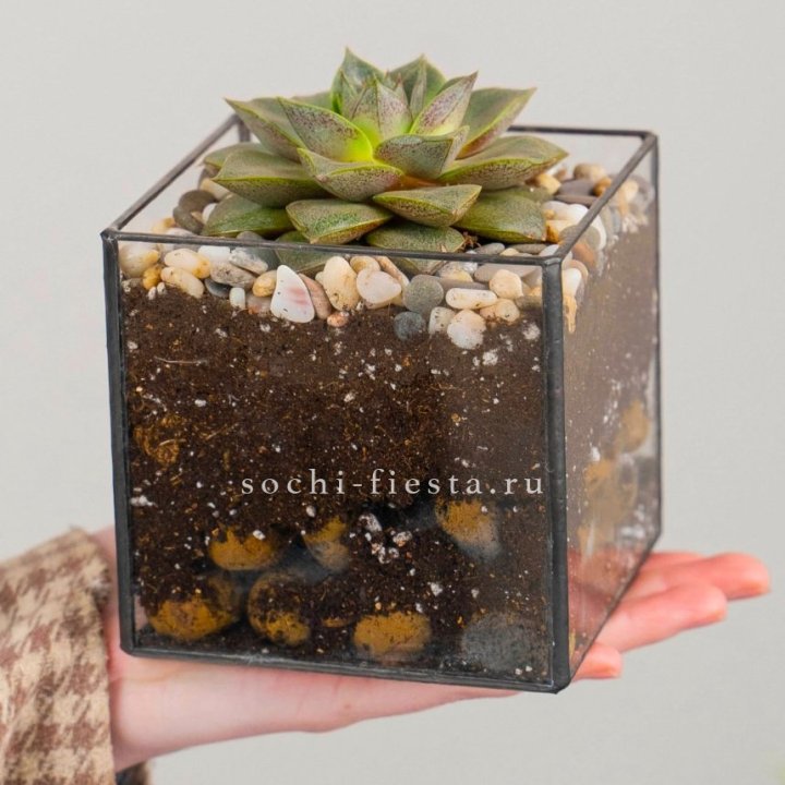 Флорариум Кубик с суккулентом Каменная роза в Омске