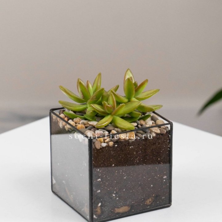 Флорариум Кубик с суккулентом Седум в Омске