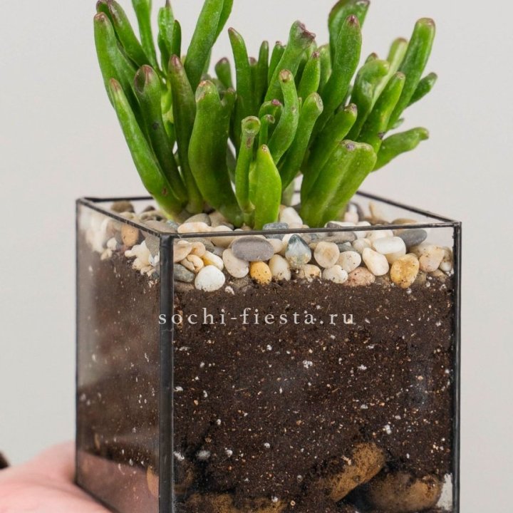 Флорариум Кубик с суккулентом Хоббит в Омске