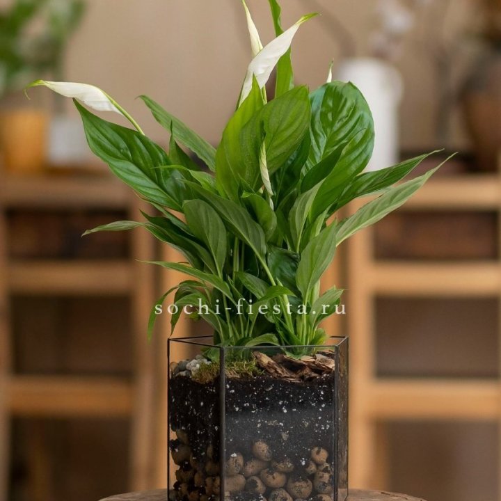 Спатифиллум в кашпо Пятиугольник в Омске