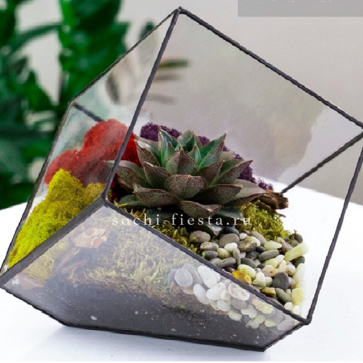 Флорариум Куб усеченный с суккулентом Каменная роза в Омске