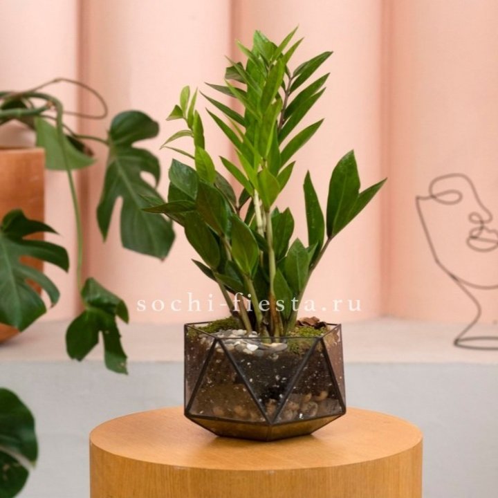 Замиокулькас в кашпо Икосаедр в Омске