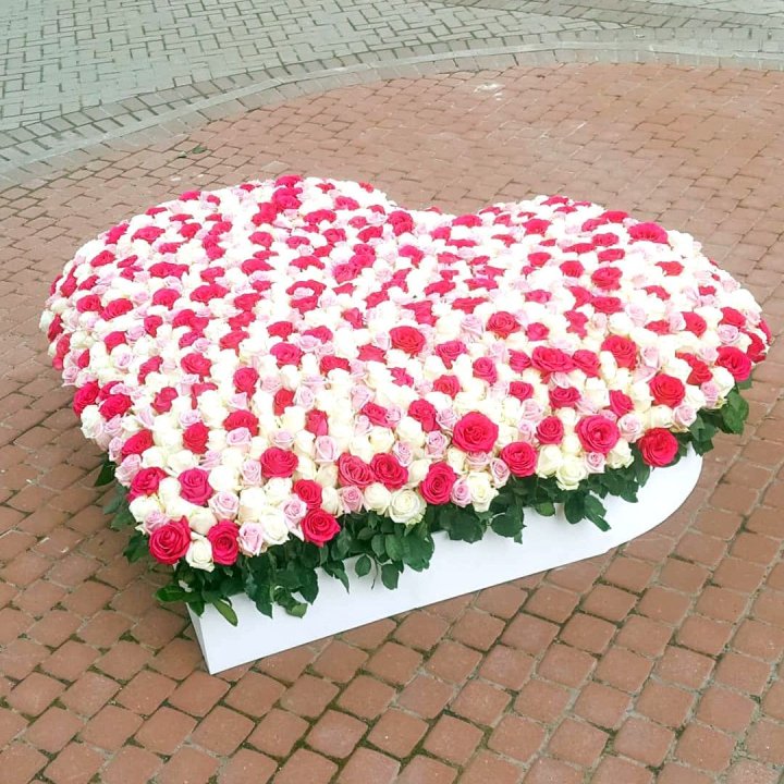 555 роза  в Омске