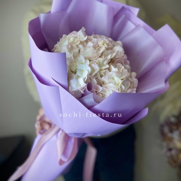 Гортензия розовая в Омске