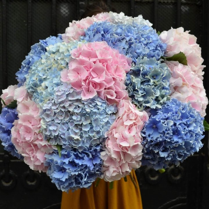 Букет гортензий "Фонтан" в Омске