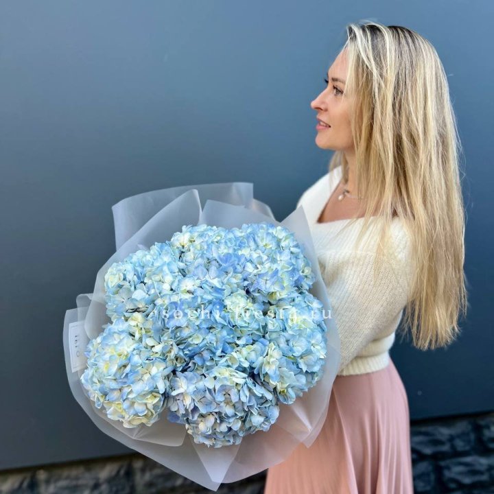 7 голубых гортензий в Омске