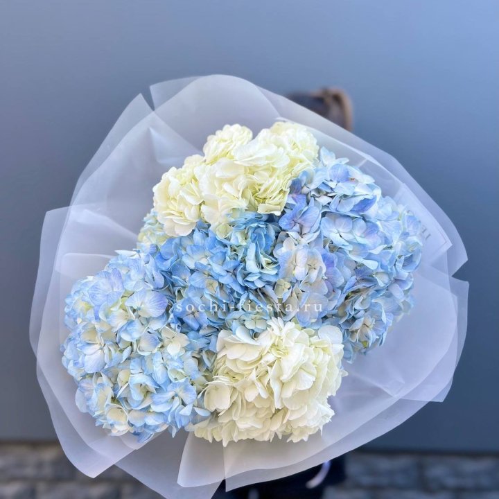 5 бело-голубых гортензий в Омске