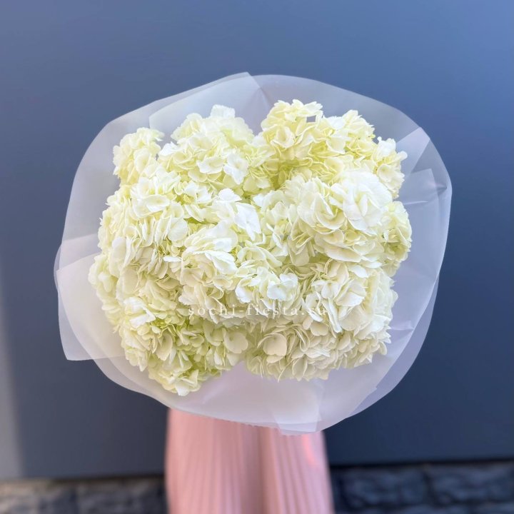 7 белых гортензий в Омске