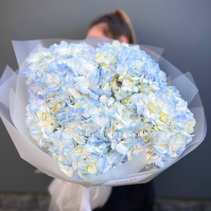 5 голубых гортензий в Омске
