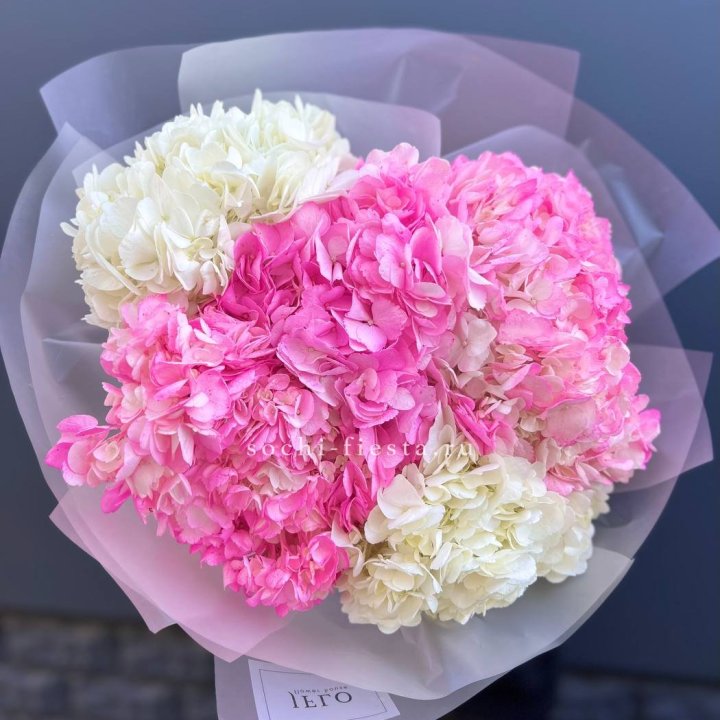 5 бело-розовых гортензий в Омске