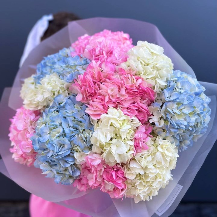 11 гортензий микс в Омске