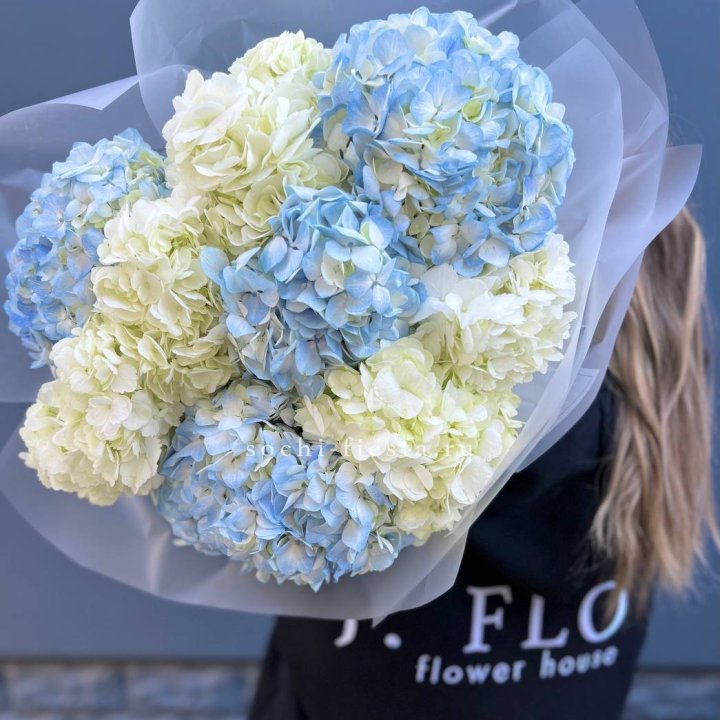 9 бело-голубых гортензий в Омске