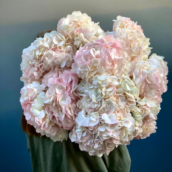 Охапка розовой гортензии в Омске