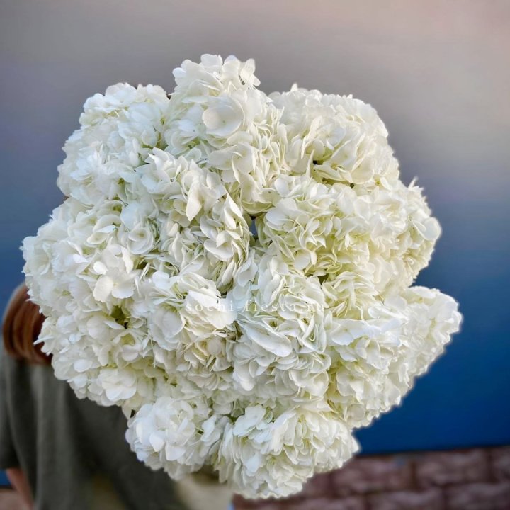 Охапка белой гортензии в Омске