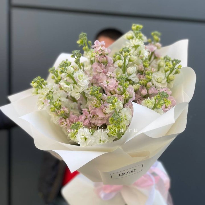 29 маттиол  в Омске