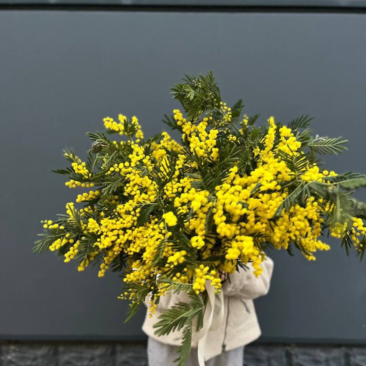 Охопка мимозы в Омске