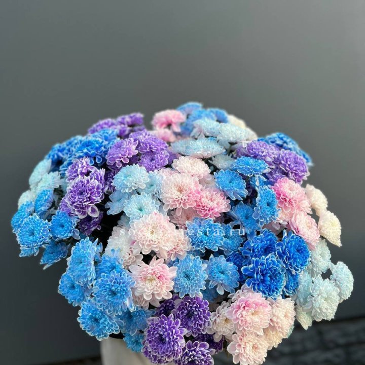 25 цветных хризантем в Омске