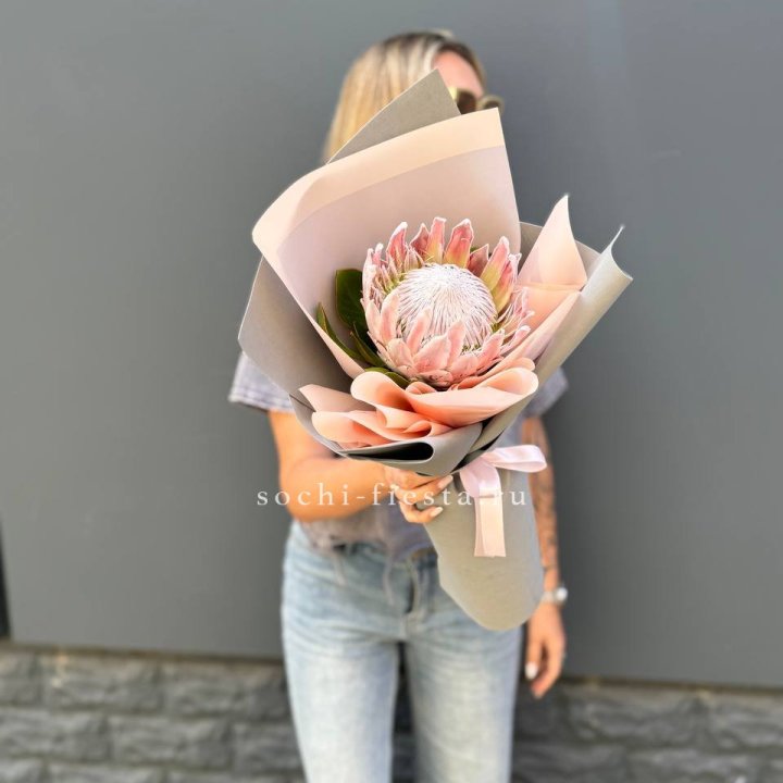 Протея мини  в Омске