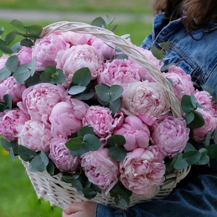 51 пион в корзине в Омске