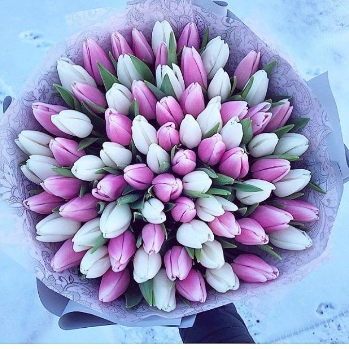 101 тюльпан "Лолипоп" в Омске