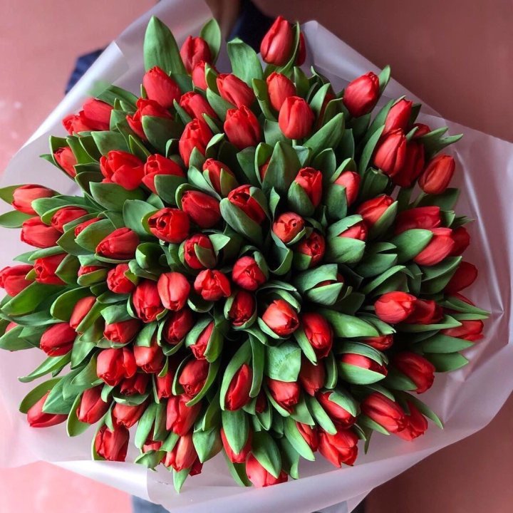 101 красный тюльпан в Омске
